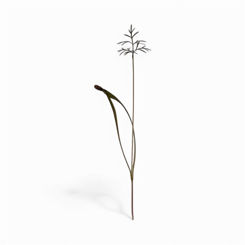 Micro Finocchio Bronzato