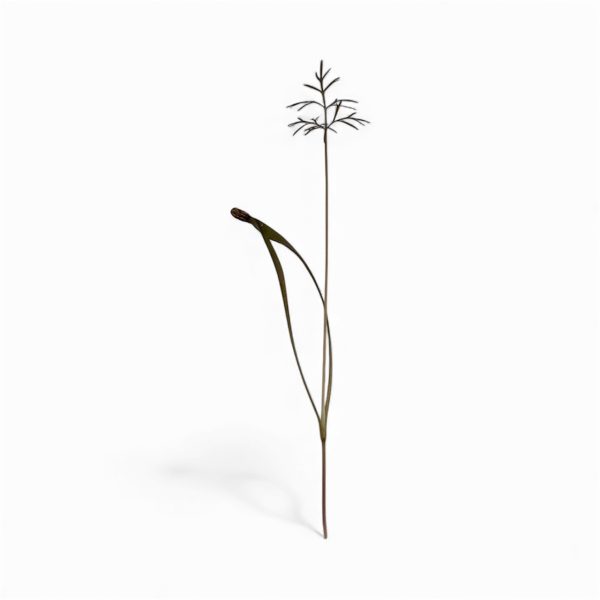 Micro Finocchio Bronzato 8 pezzi - immagine 2