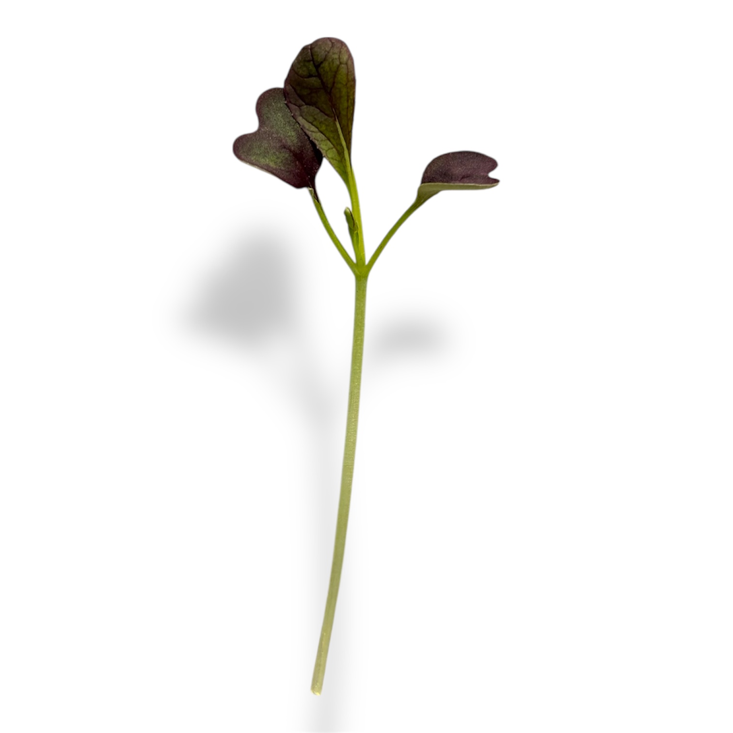 Micro Pak Choi - immagine 1