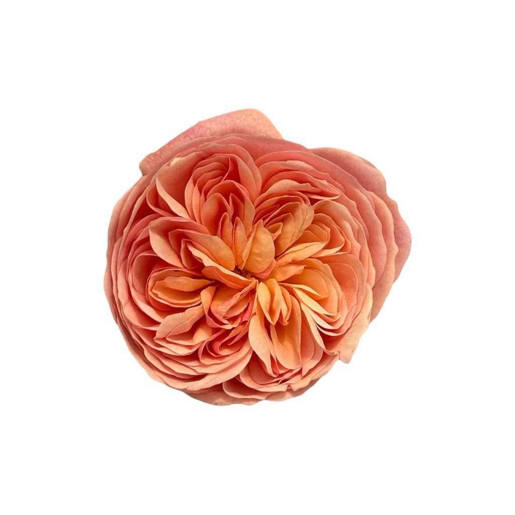 Rosa Pesca