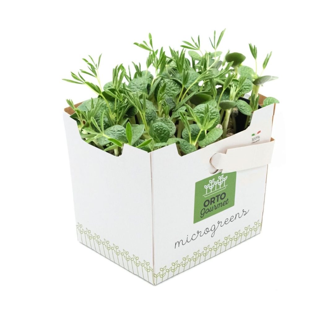 Micro Lupino 1 pezzo
