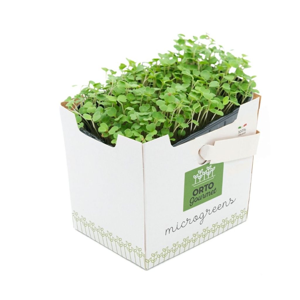 Micro Rucola 1 pezzo