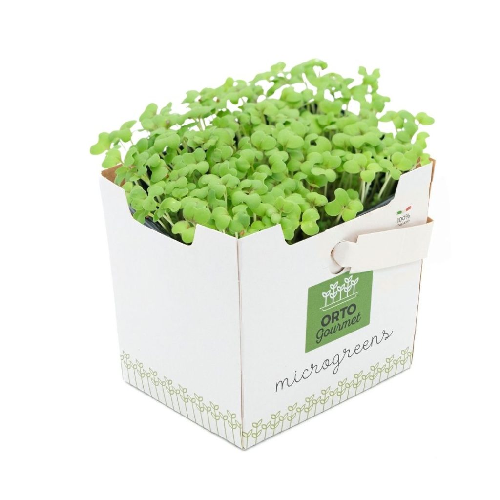 Micro Senape Verde 1 pezzo