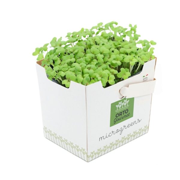 Micro Senape Verde 1 pezzo - immagine 1