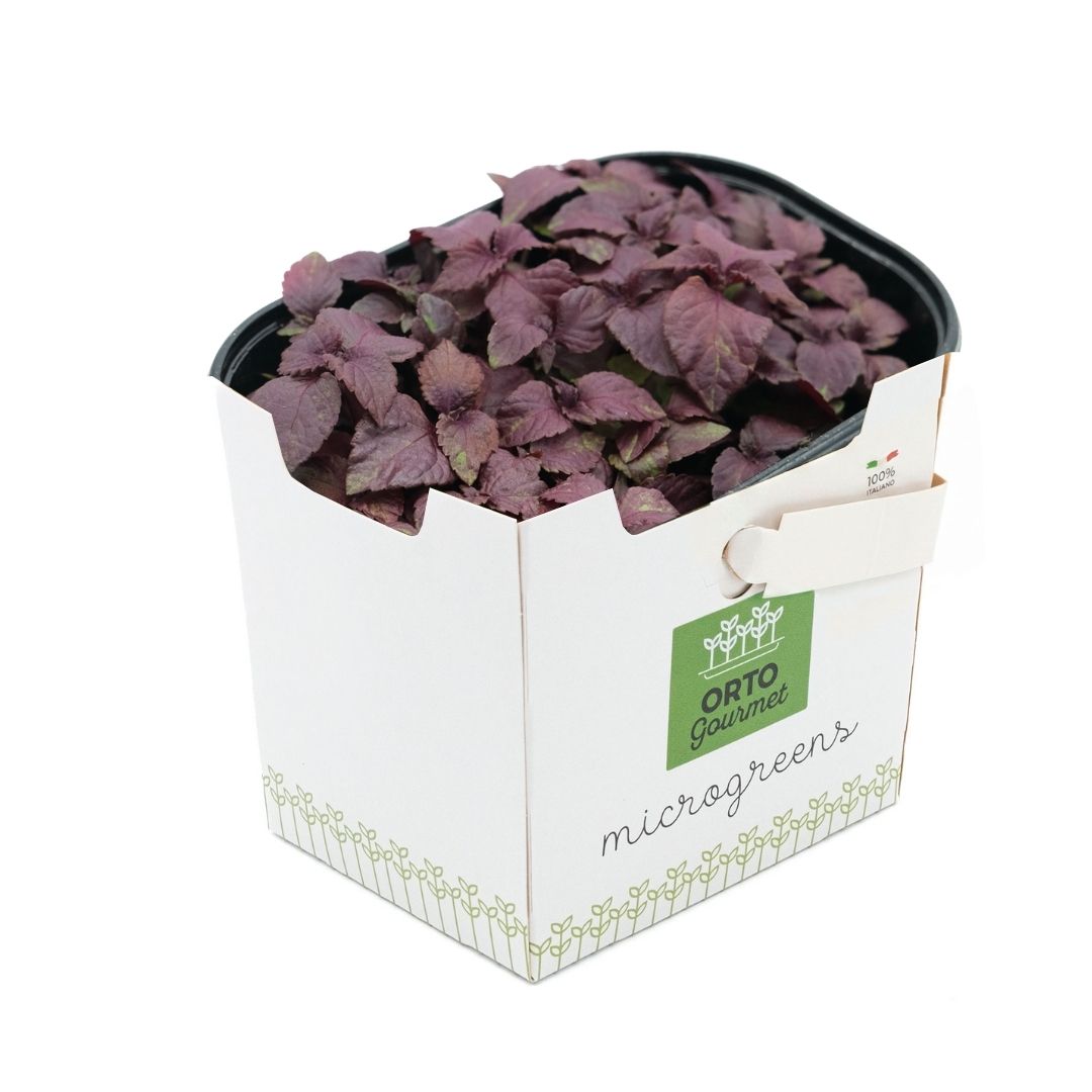 Micro Shiso Rosso 1 pezzo - immagine 1