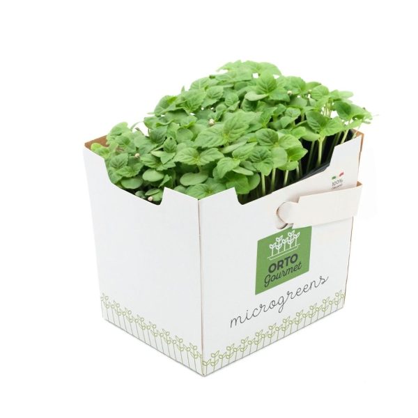 Micro Shiso Verde 1 pezzo - immagine 1